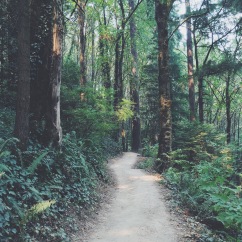 Wildwood Trail, Washington Park, Portland, OR (08/23/2015)